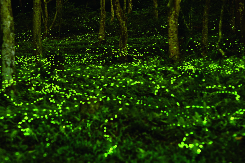 東勢林場遊樂區